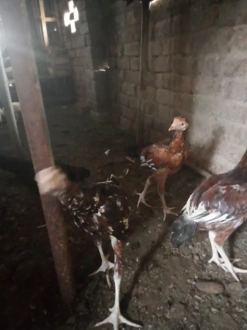 aseel Heera chicks for sale — photo 6