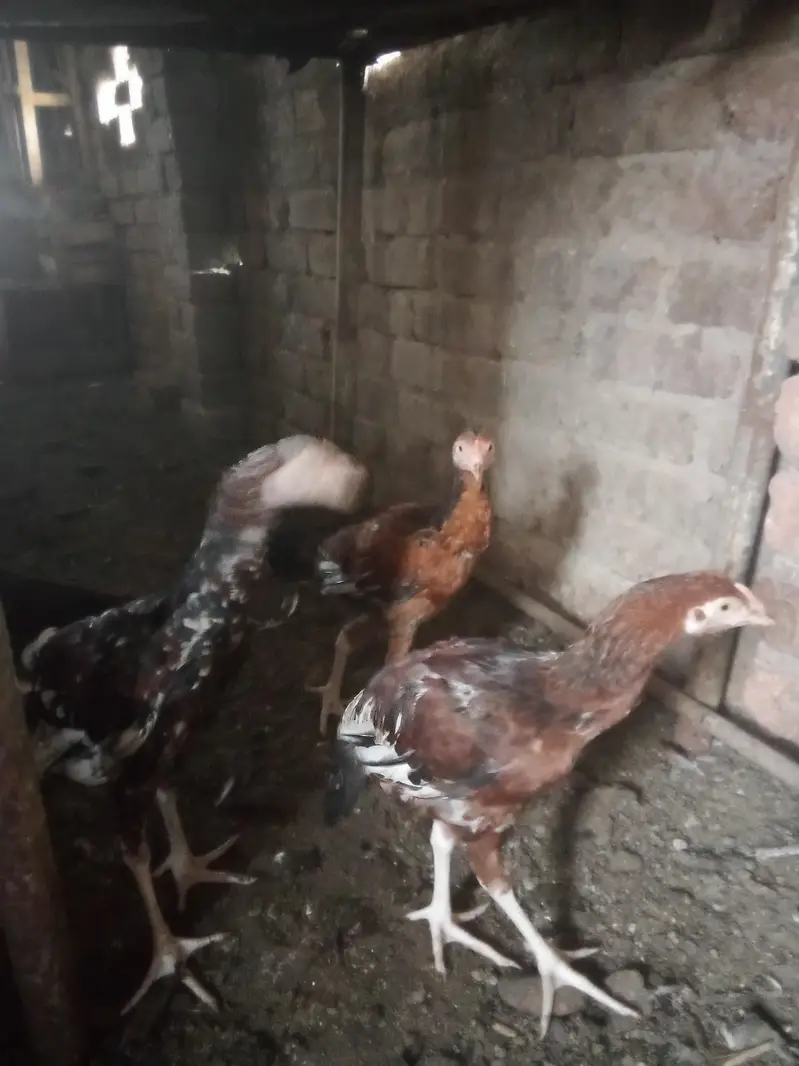 aseel Heera chicks for sale — photo 7