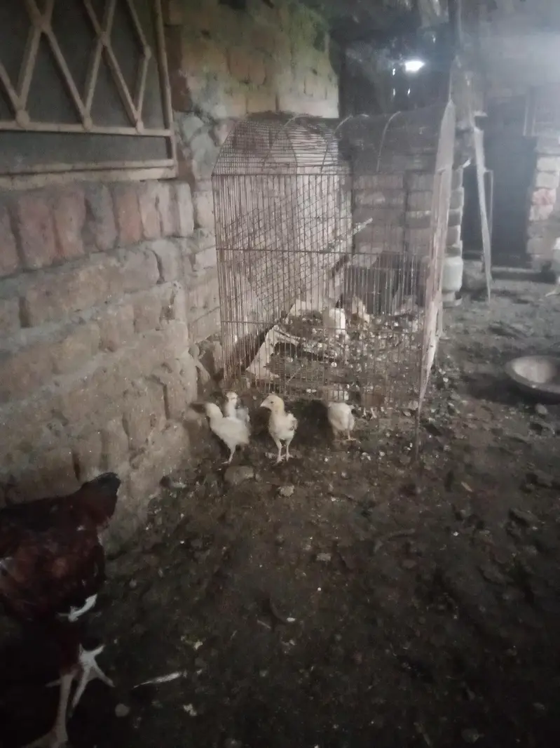 aseel Heera chicks for sale — photo 8