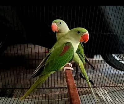 Raw parrots