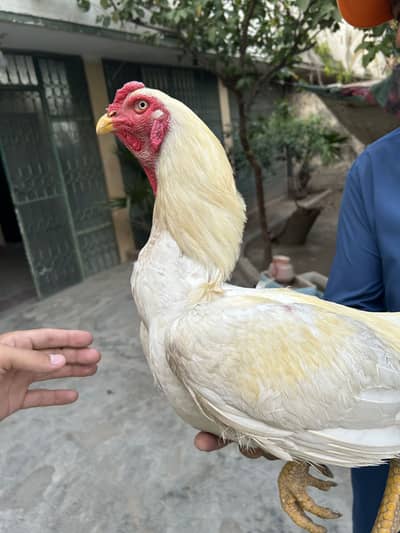 Boska shamo cross breeder male high quality birds for sale