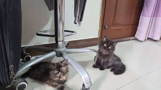 Heavy Quality kittens