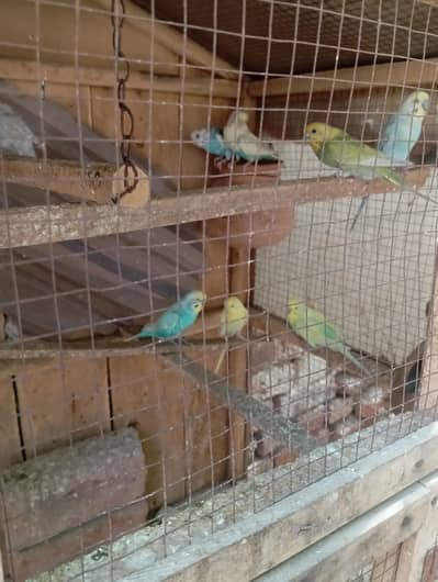 Australian parrot for sale 3 pair and chicks cage