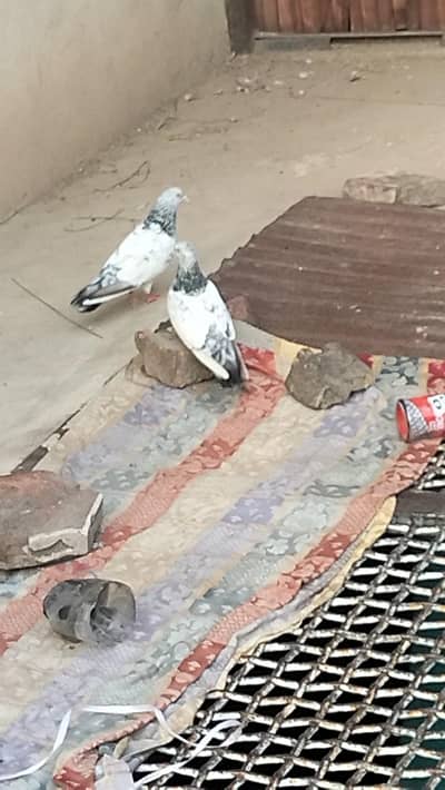high flyer pigeon