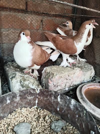 pigeon