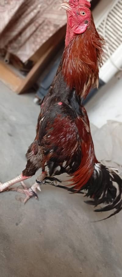 aseel murga in low price pure breed