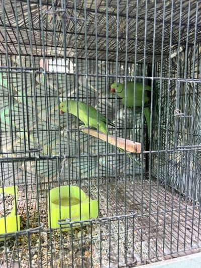 green parrot breader pair 03703383070