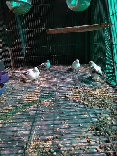 white pied doves