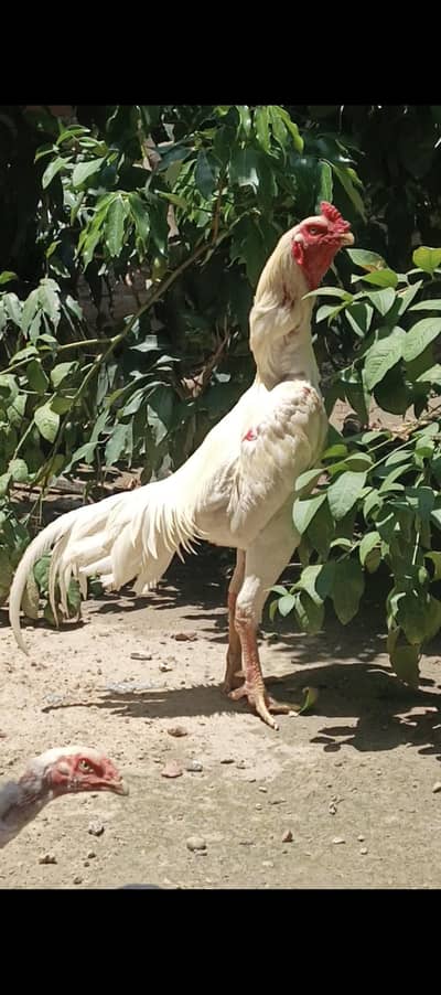 white shamo breeder male