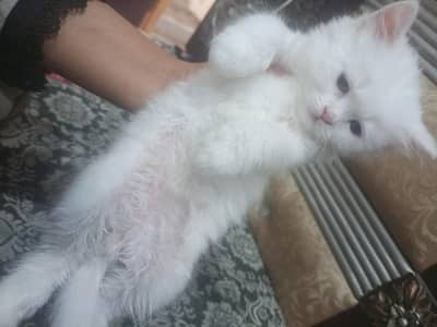 cats Persian