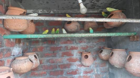 bari and love birds for sale