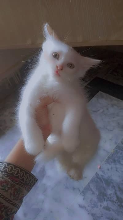 persian kitten