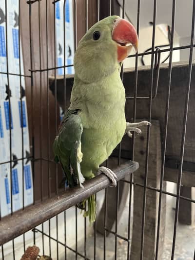Raw alexander chick for sale