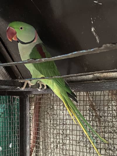 Raw breeder pair