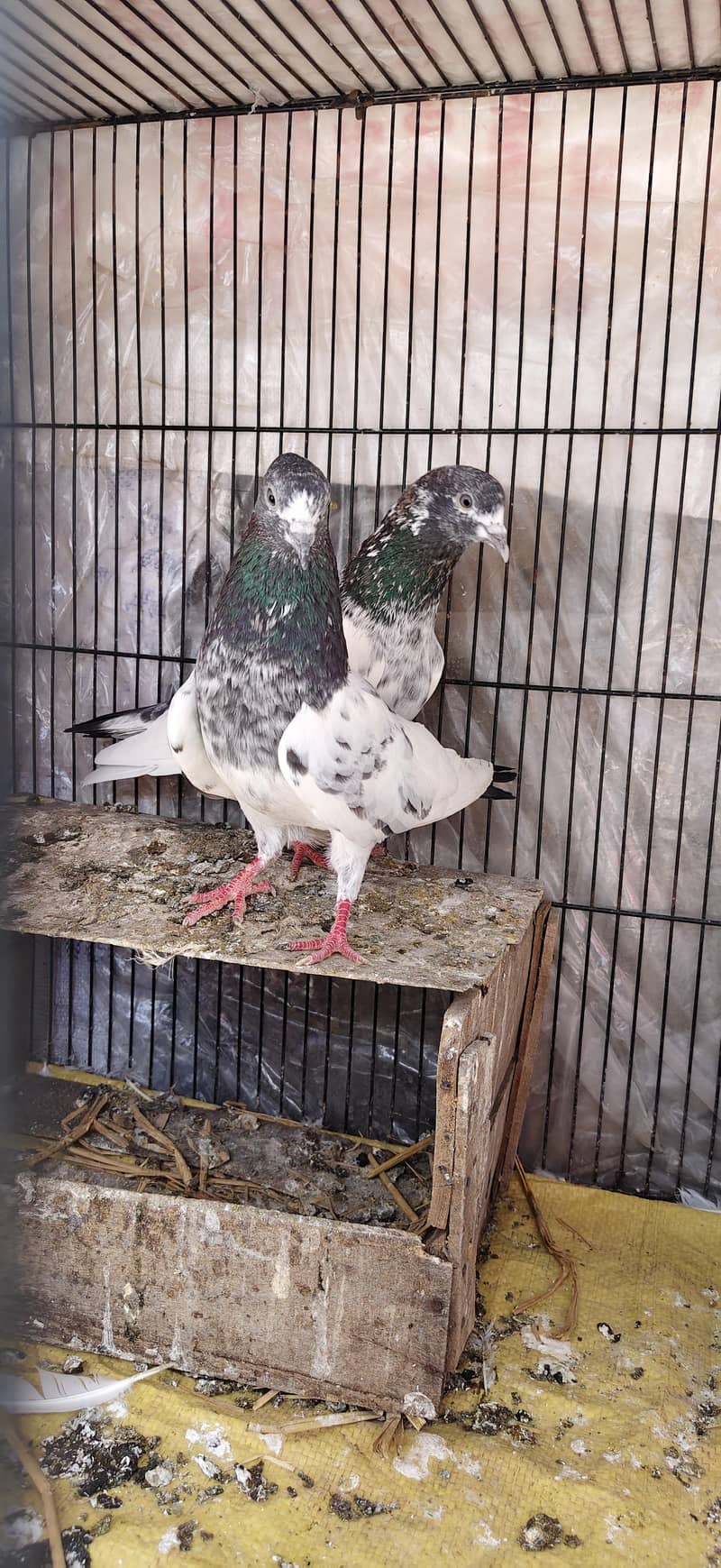 Ferozpoori Pair 0