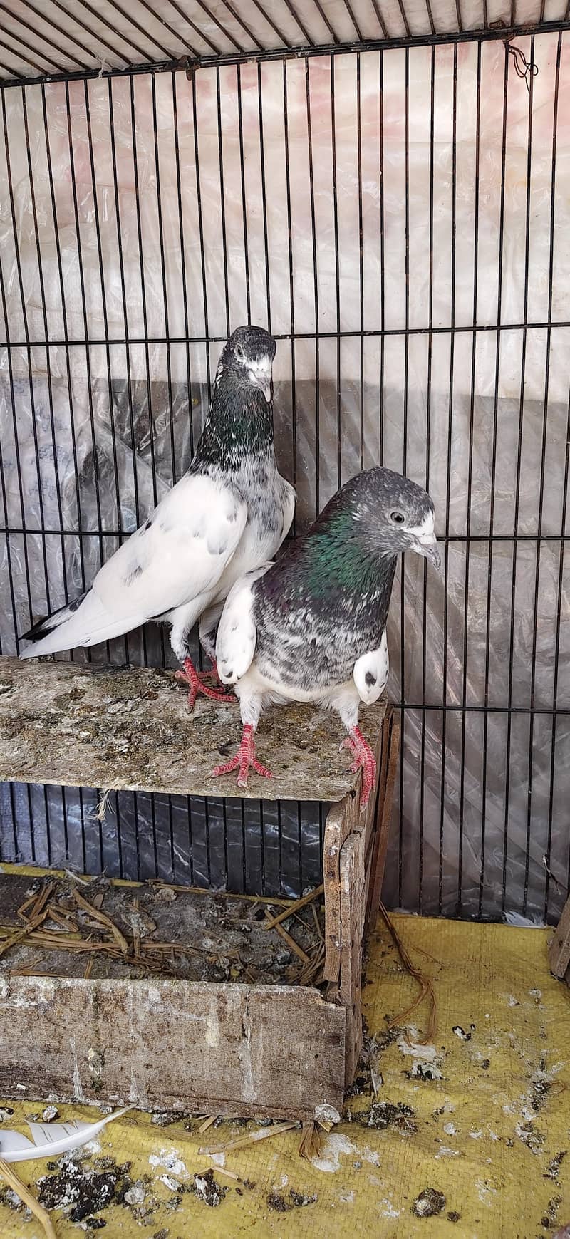 Ferozpoori Pair 3
