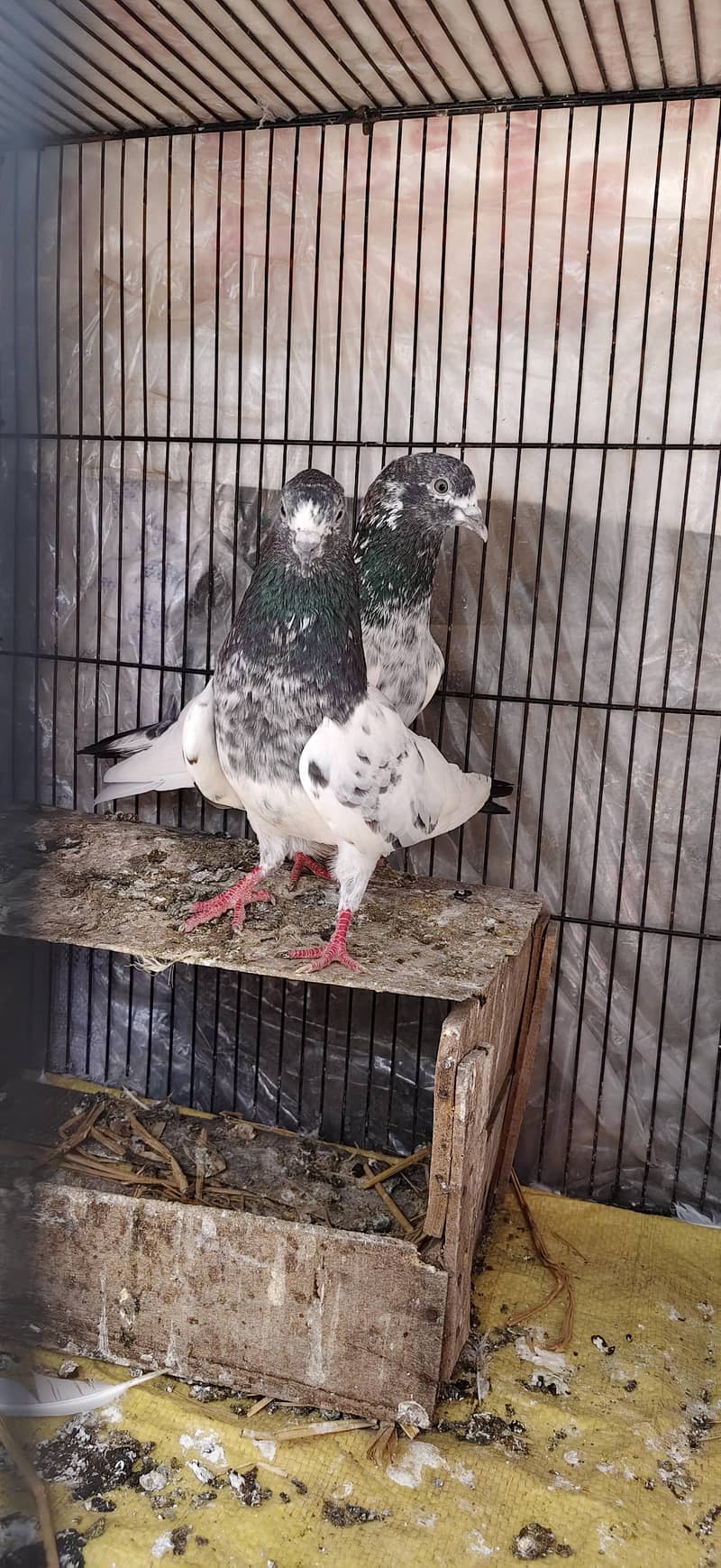 Ferozpoori Pair 4