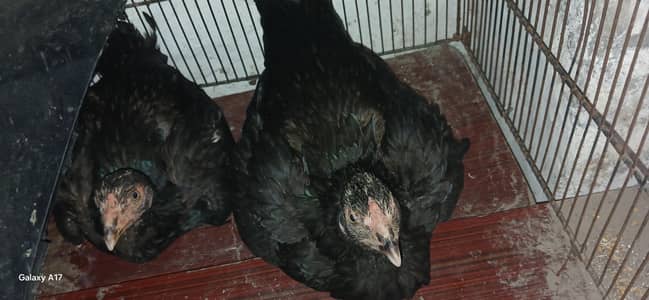 aseel kurak hens