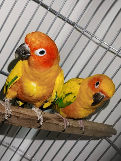 Sun Conure Pair