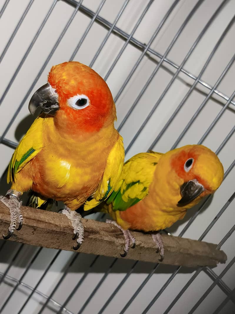 Sun Conure Pair 0