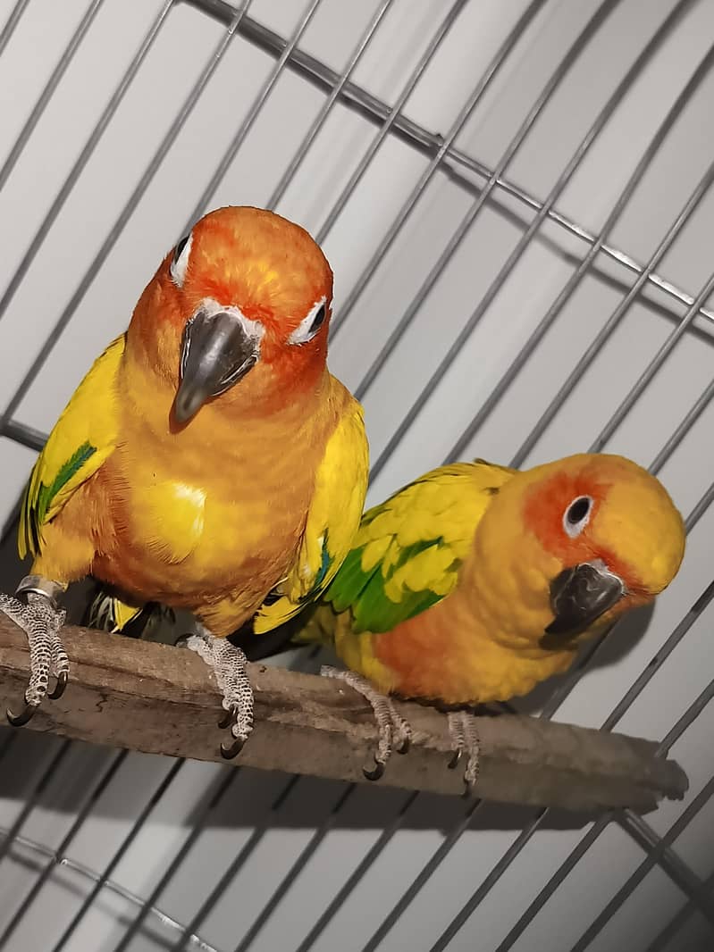 Sun Conure Pair 1