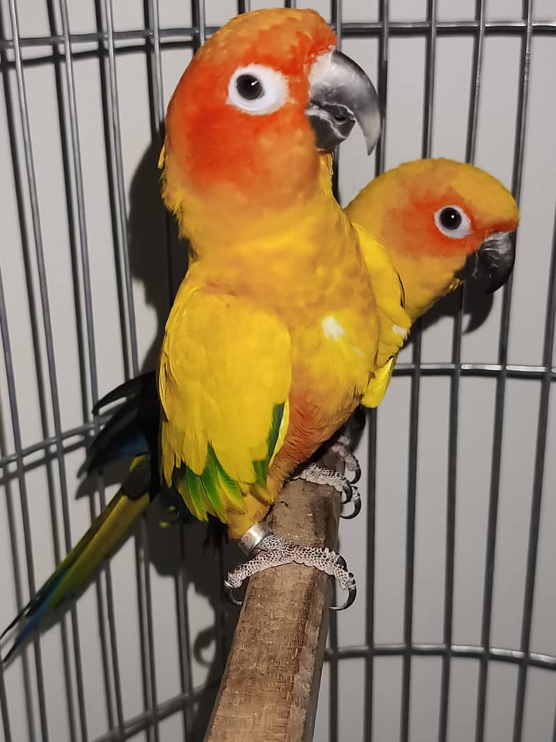 Sun Conure Pair 2