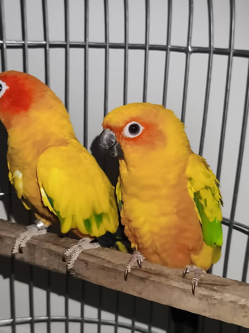 Sun Conure Pair 3