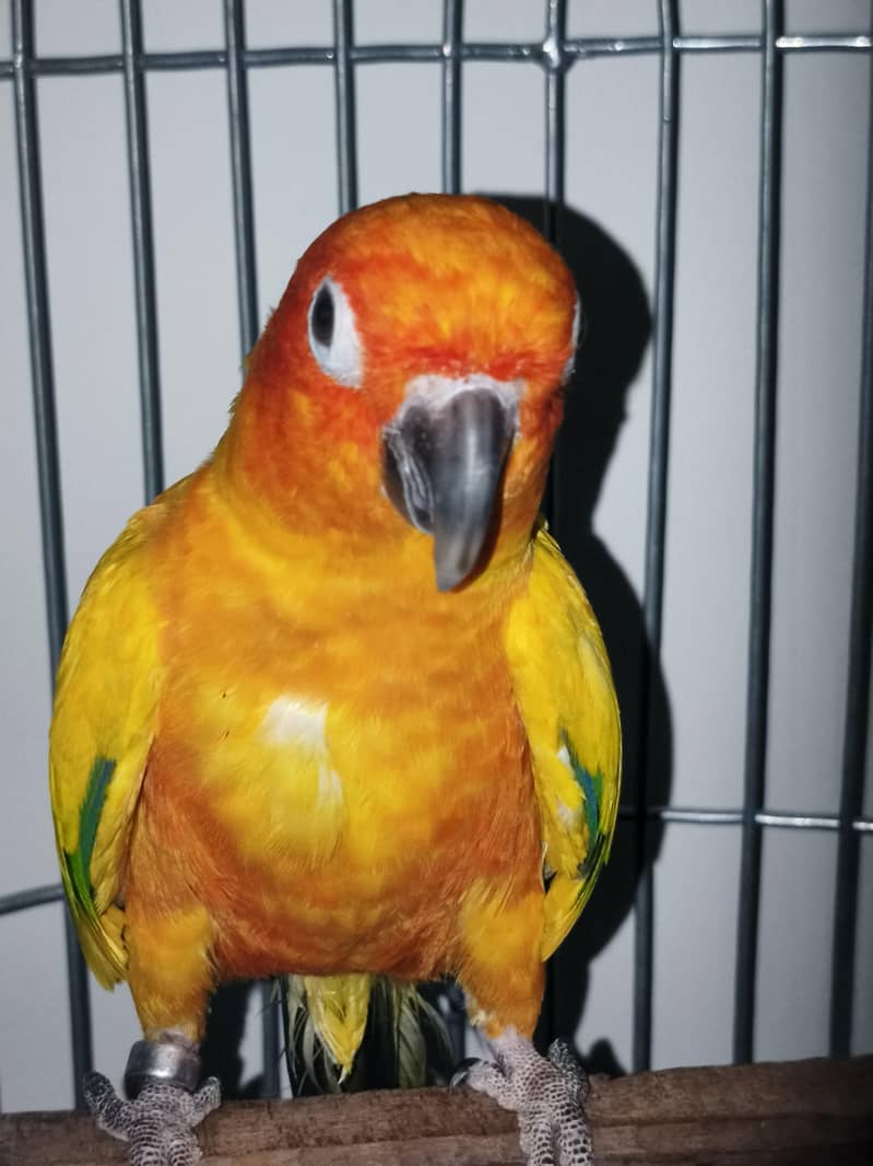 Sun Conure Pair 4