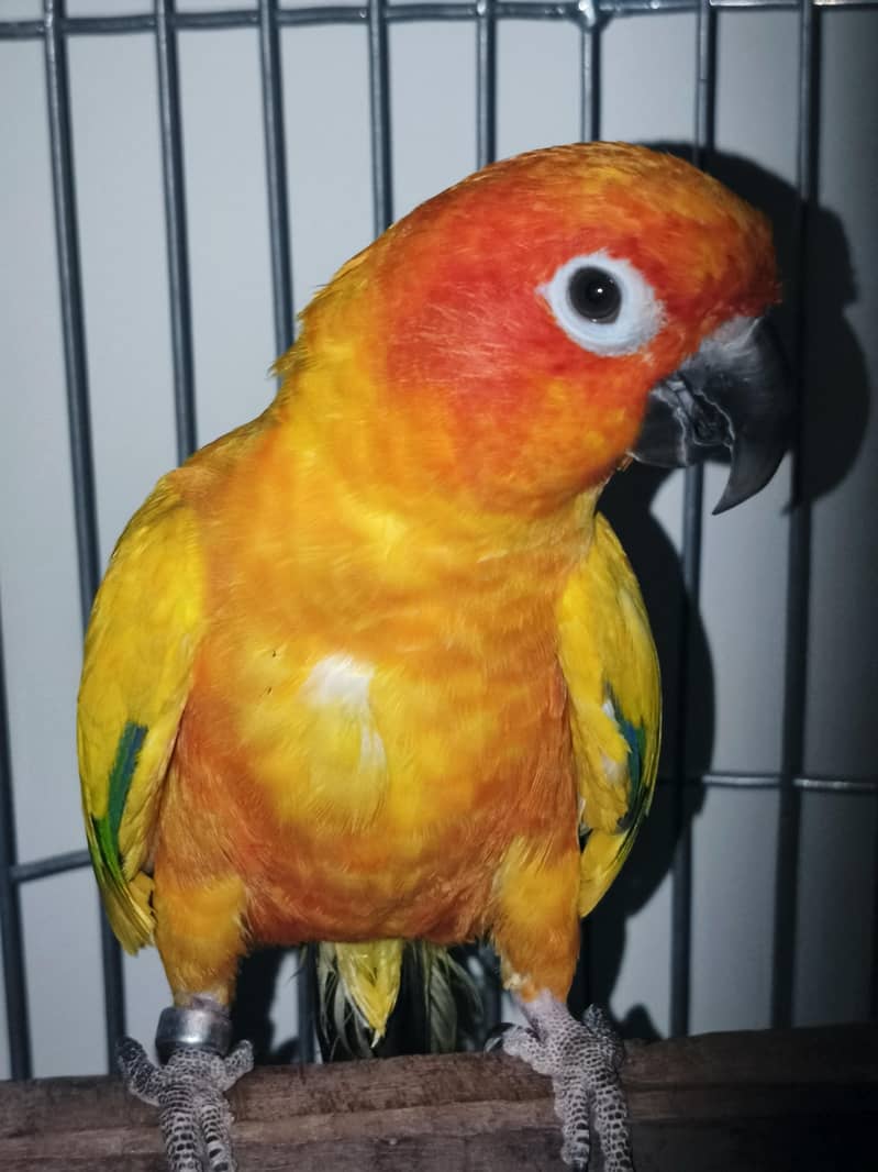 Sun Conure Pair 5