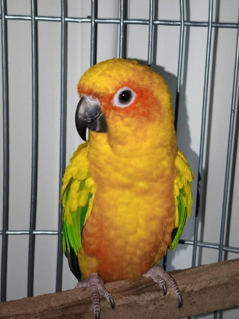 Sun Conure Pair 6