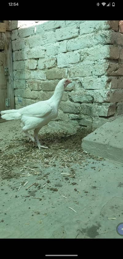 high quality heera Madi for sale location Faisalabad paper white 100%