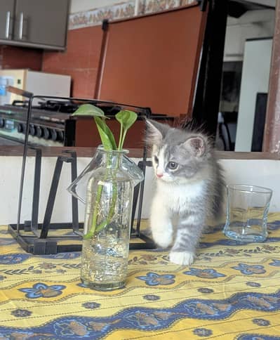 Persian kittens