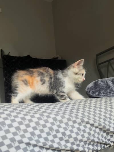 kitten looking for a new family