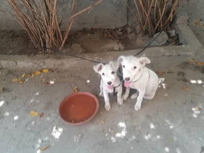 Russian dogs for sale