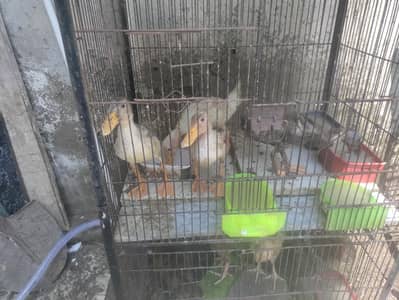 Duck Pairs 2 Set