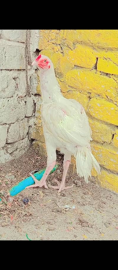 heera aseel mushka aseel heeri female eggs laying