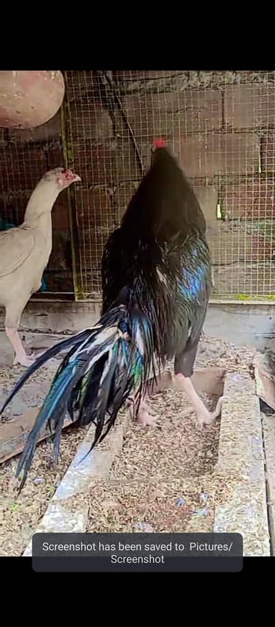 heera aseel mushka aseel heeri female eggs laying