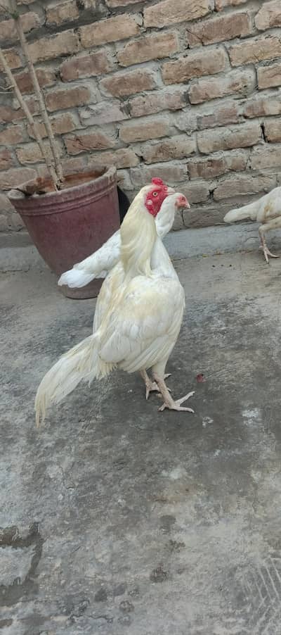White Chicken Aseel Murgha