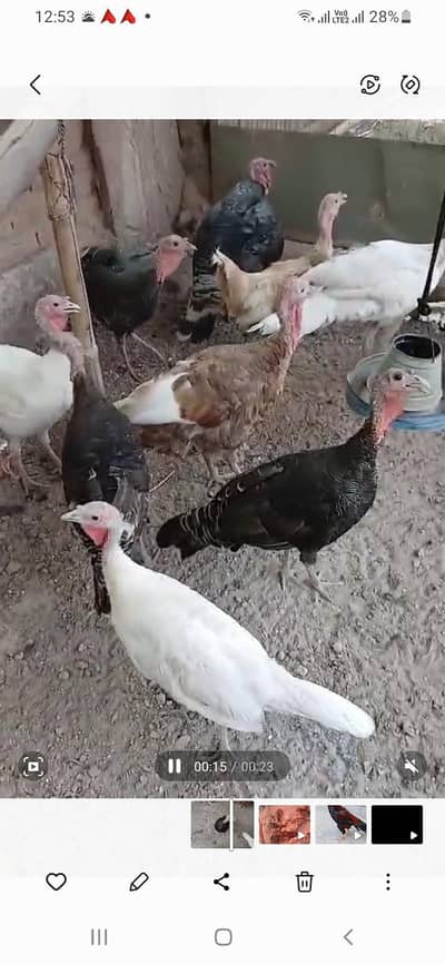 Turkey Pair Available