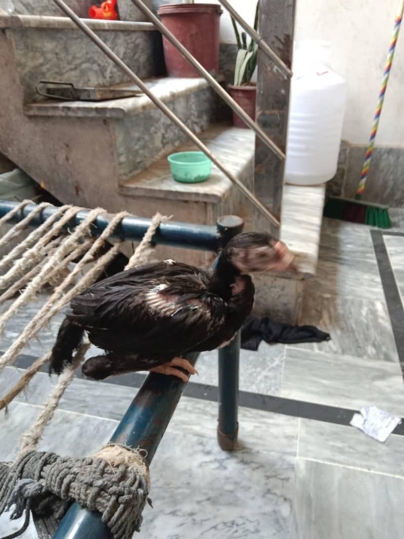 Aseel Chicks 2