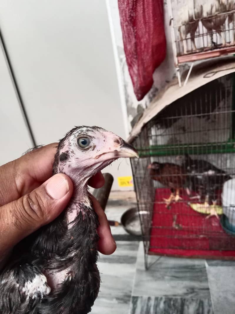 Aseel Chicks 3