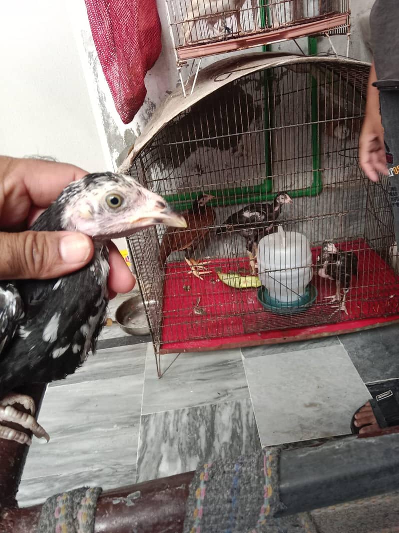Aseel Chicks 4