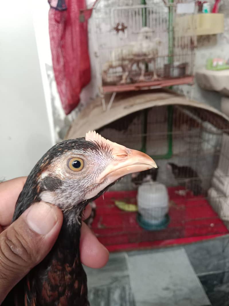Aseel Chicks 6