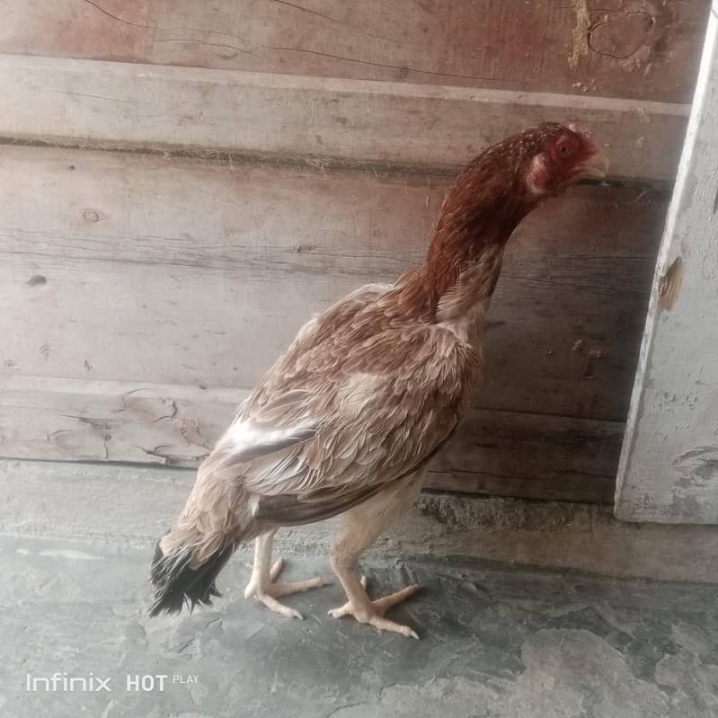 Aseel Chicks 9