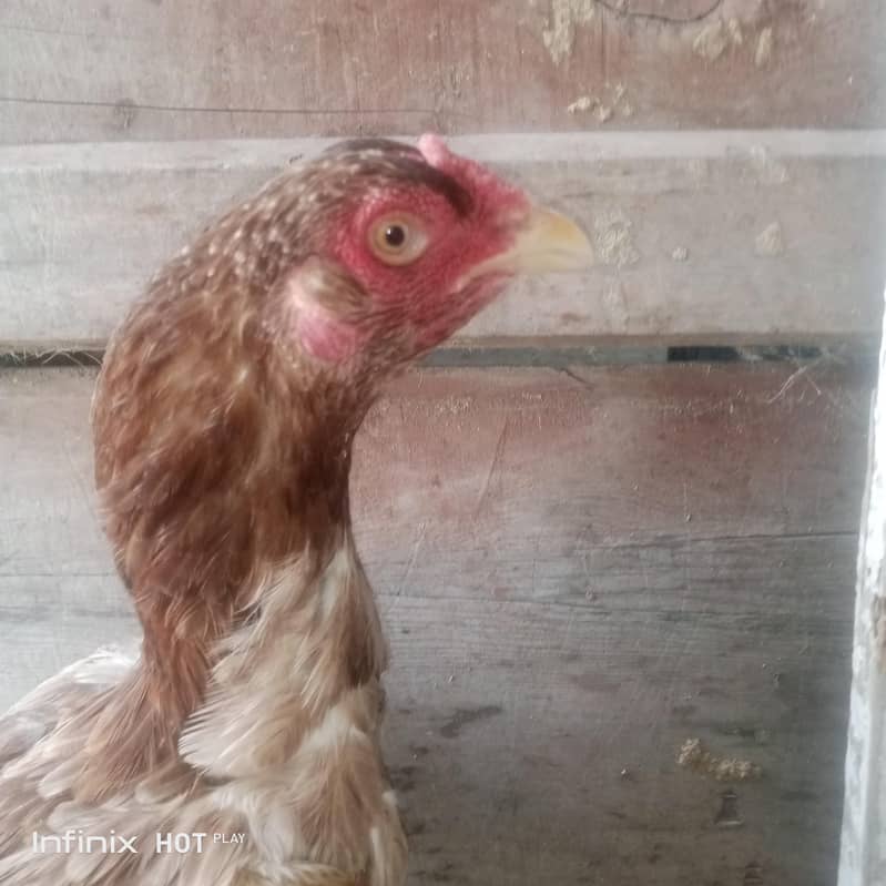 Aseel Chicks 10