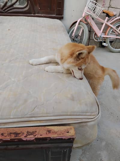 Siberian husky female puppy for sale very healthy and active playfully