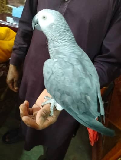 affrican gray parrot