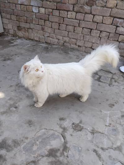 for sale