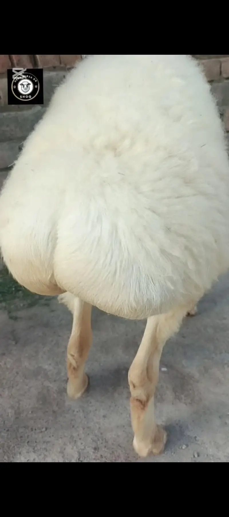 Pure Talagangi Breed — photo 4