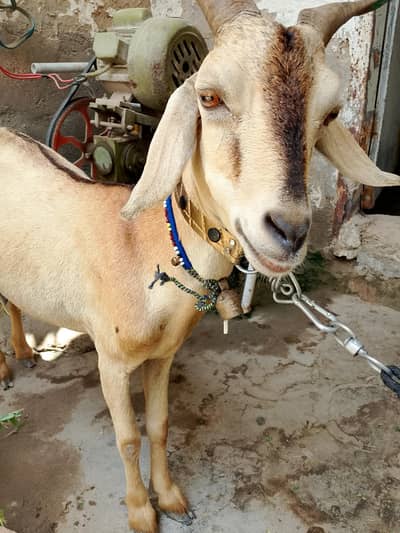 tapri female active heallty